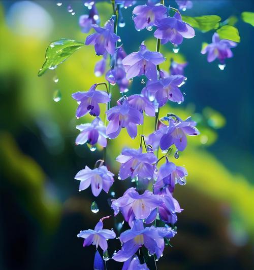 哪些花的花语是唯美的？它们各自代表什么？