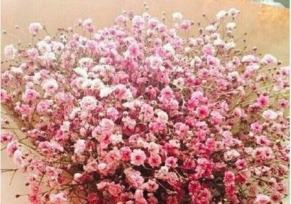 粉满天星的花语是什么意思？