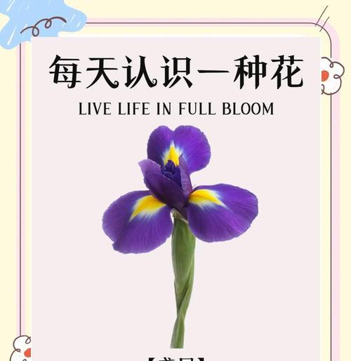 鸢尾花的花语有哪些含义？