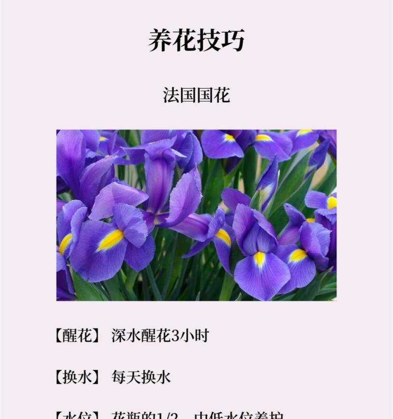 鸢尾花的花语有哪些含义？