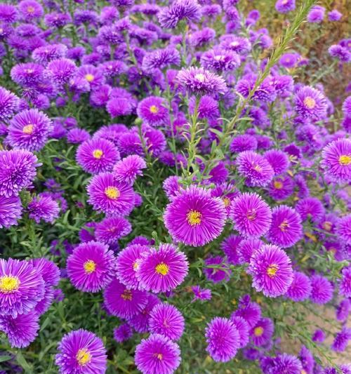 紫色菊花象征着什么？寓意有哪些？