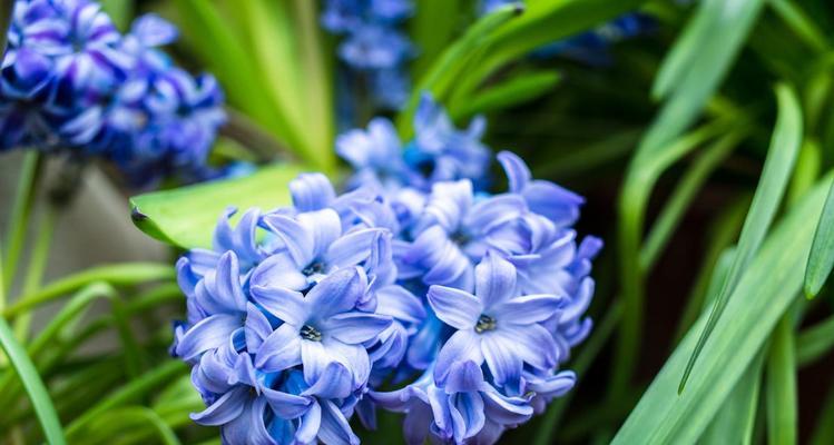 不同颜色风信子的花语有何不同？