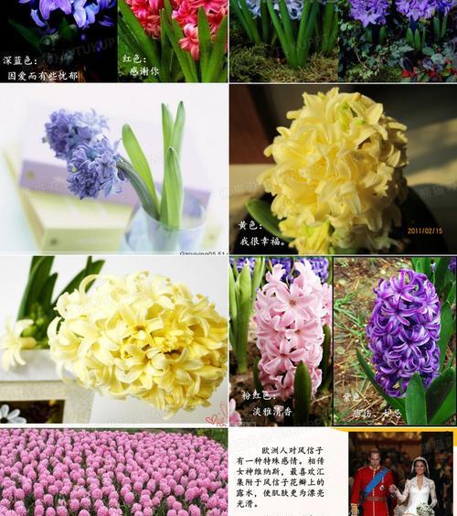 不同颜色风信子的花语有何不同？