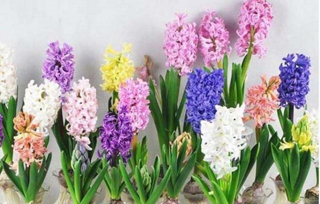 不同颜色风信子的花语有何不同？