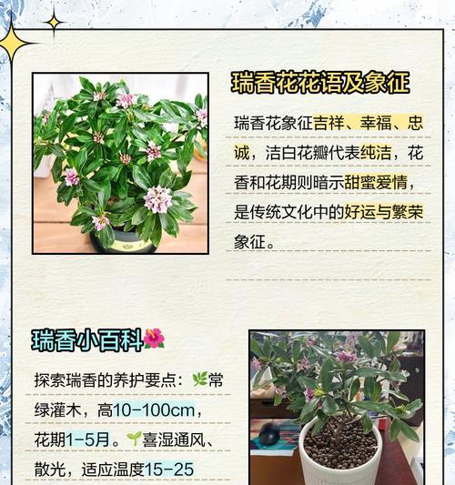 金边瑞香的花语有哪些特别含义？