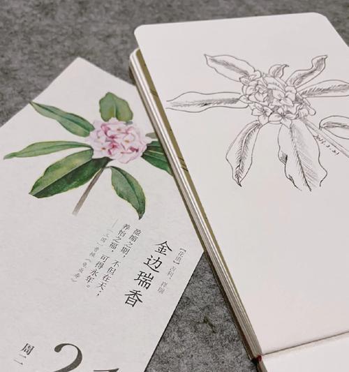 金边瑞香的花语有哪些特别含义？
