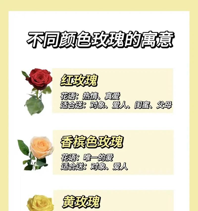 彩玫瑰的花语有哪些含义？