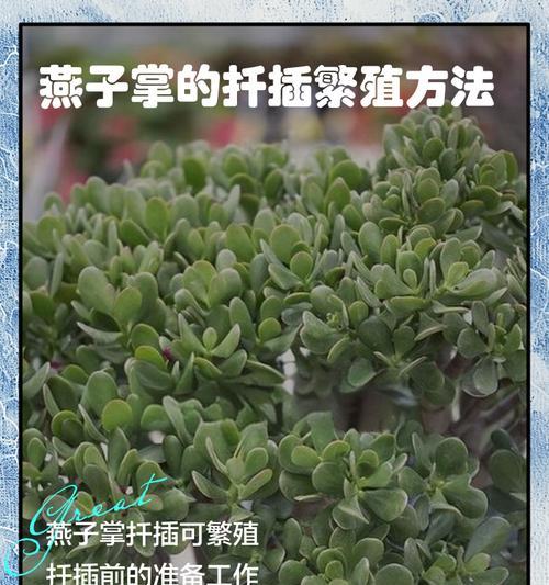 燕子掌的花语有哪些特别之处？