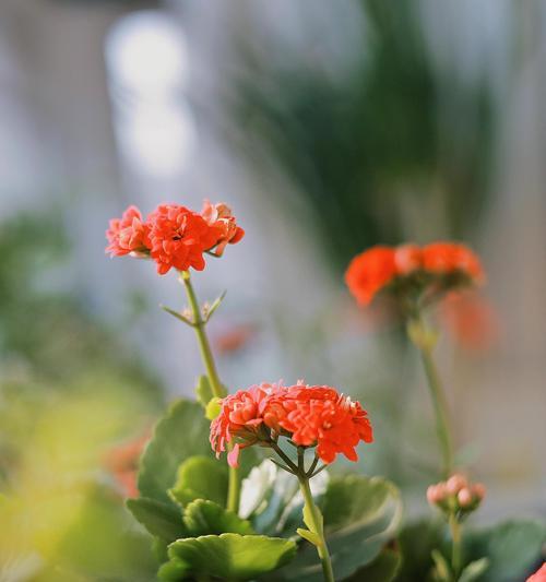 长寿花的花语是什么？它象征着健康长寿吗？