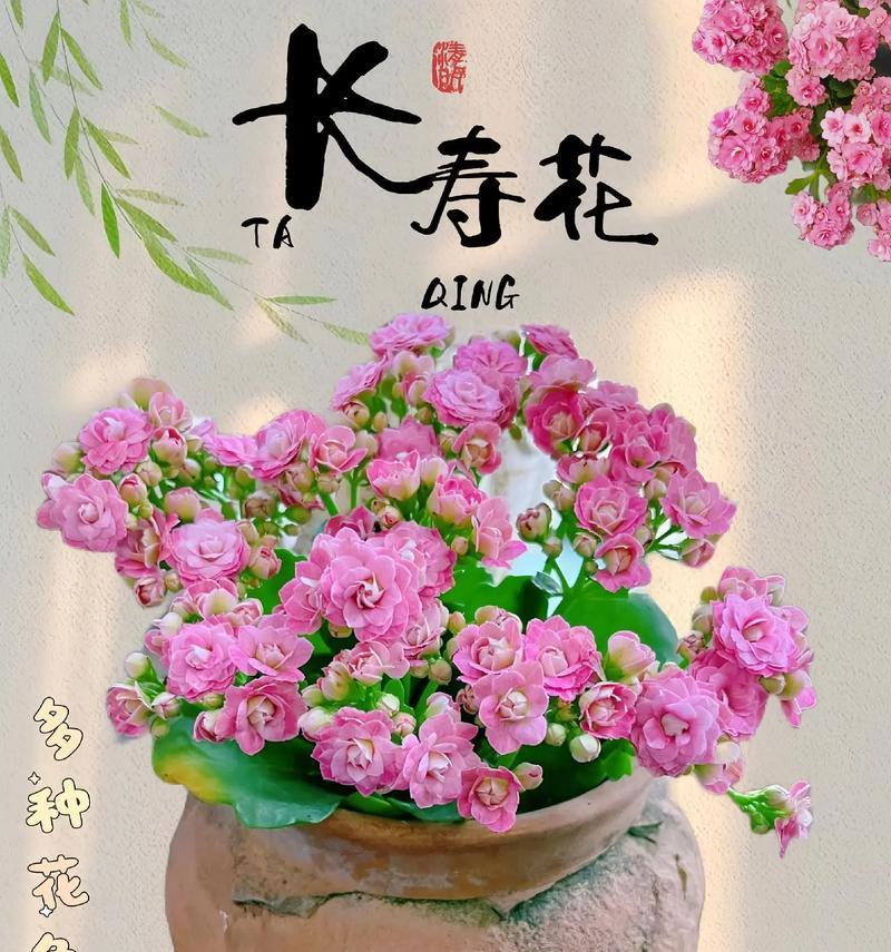长寿花的花语是什么？它象征着健康长寿吗？
