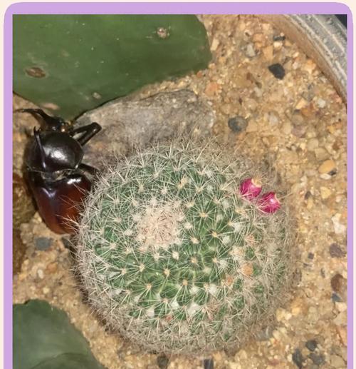 白玉翁仙人球的花语是什么意思？