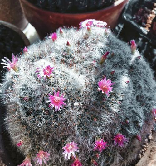 白玉翁仙人球的花语是什么意思？