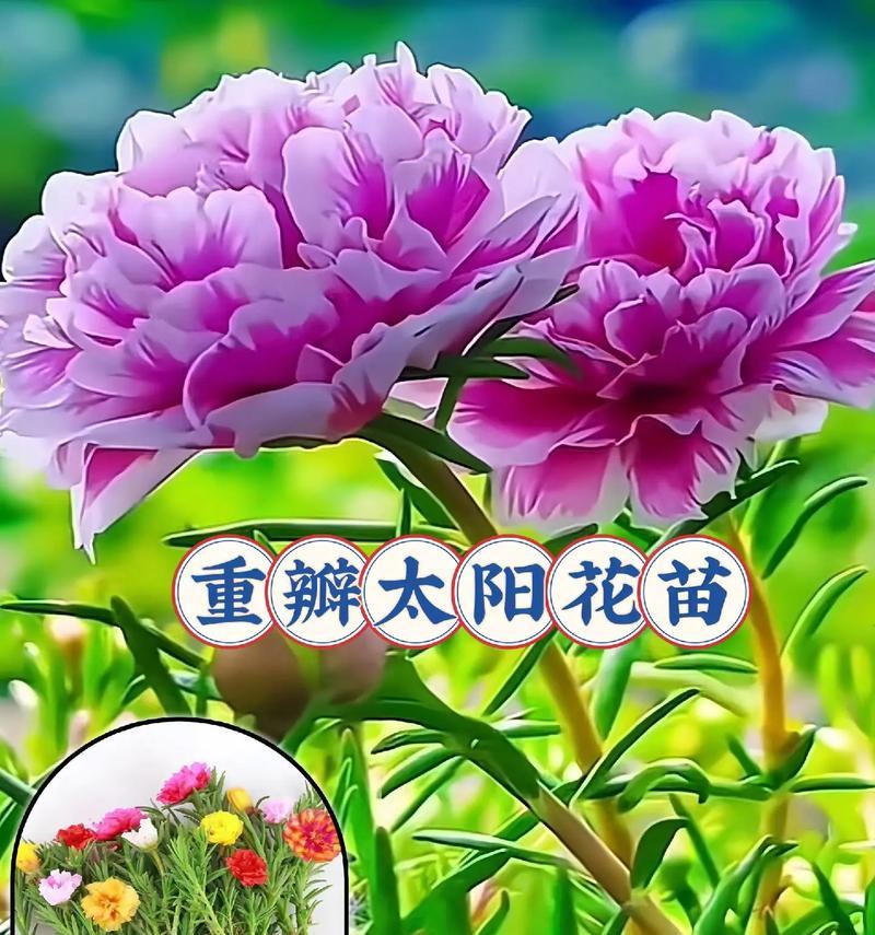 向日葵的花语有哪些？它代表了什么？