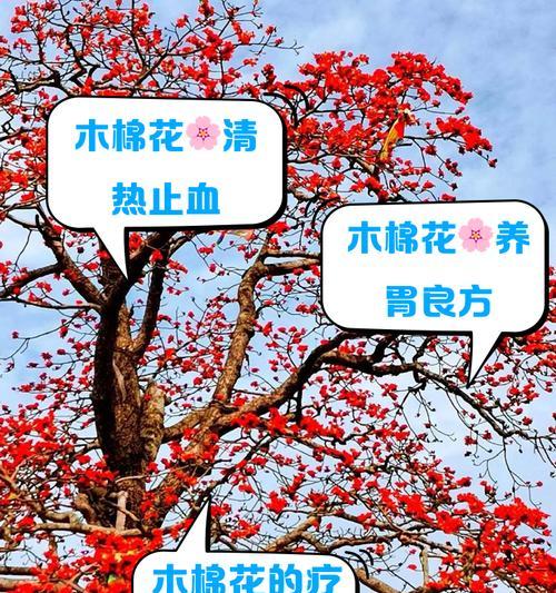 木棉花的颜色有哪些？不同颜色木棉花的花语是什么？
