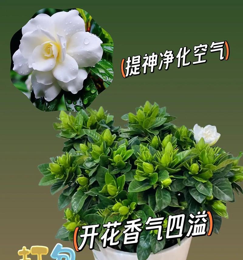 栀子花的花语是什么意思？