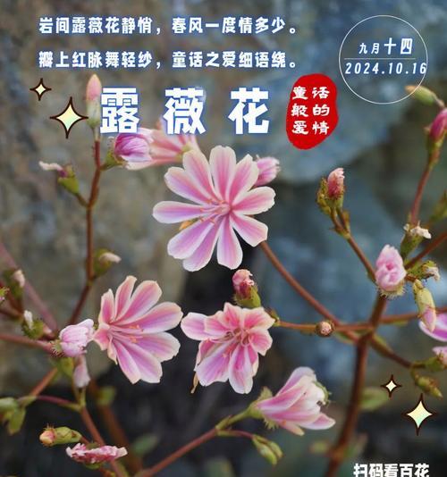 白色露薇花的花语有哪些特别之处？