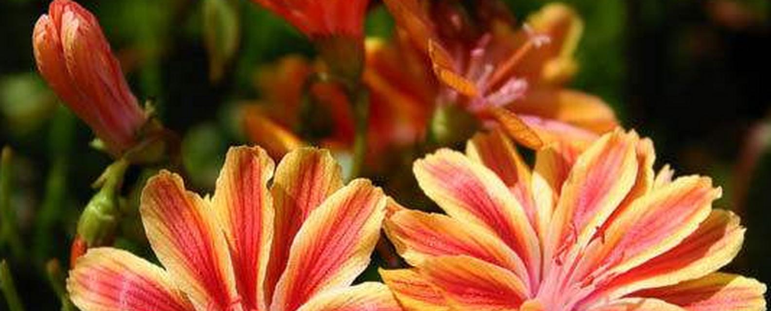 白色露薇花的花语有哪些特别之处？