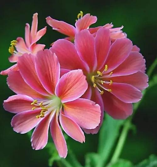 白色露薇花的花语有哪些特别之处？