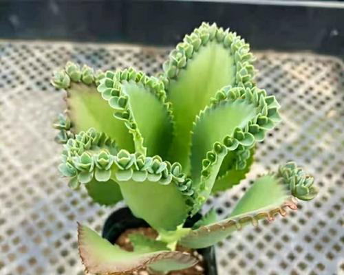 落地生根花的花语代表了什么？