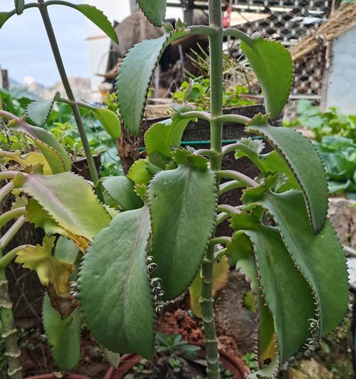 落地生根花的花语代表了什么？