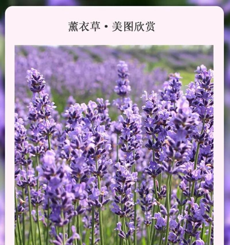 薰衣草的花语有哪些独特之处？