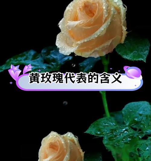 百合与黄玫瑰组合的花语有何深意？