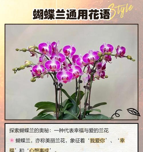 蝴蝶兰的特征与花语有何联系？