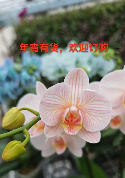 蝴蝶兰的特征与花语有何联系？