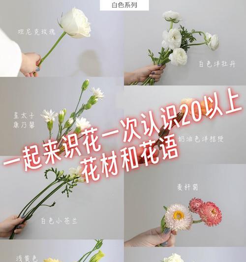 粉色百合传递了哪些情感？