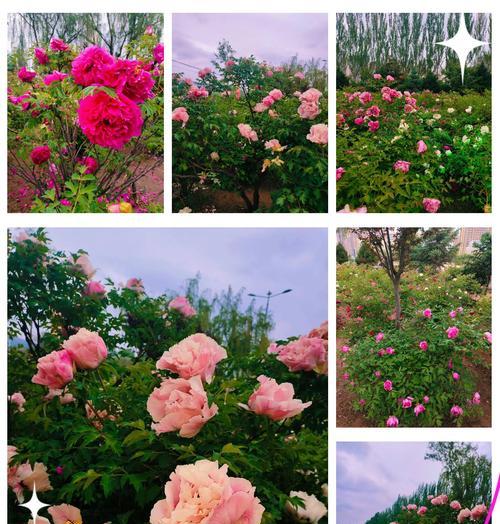 4朵牡丹代表的花语和寓意是什么？