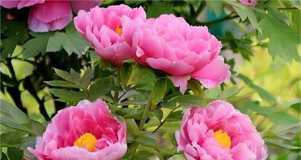 4朵牡丹代表的花语和寓意是什么？