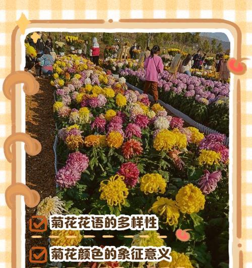 6朵黄菊花的含义和花语是什么？