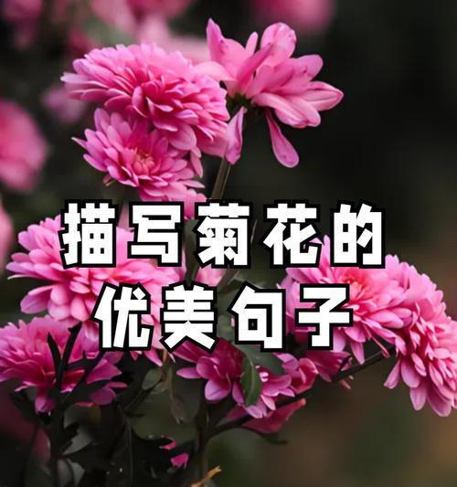 6朵黄菊花的含义和花语是什么？