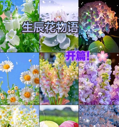 十一月十三日的生日花及其花语是什么？