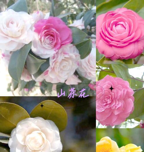 复合花语通常指哪种花？