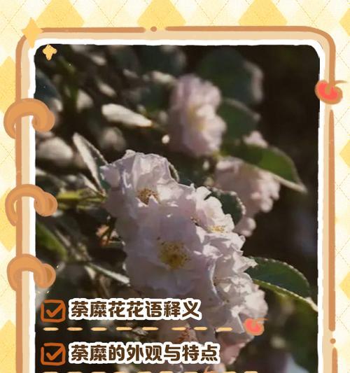复合花语通常指哪种花？