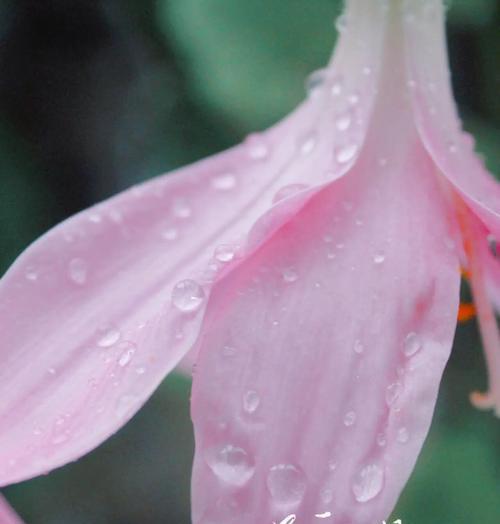 风雨花的花语有何缘由？它象征着什么？