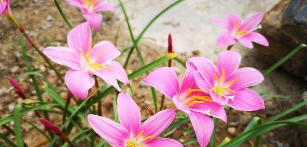 风雨花的花语有何缘由？它象征着什么？