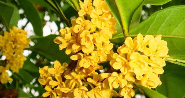 桂竹香的花语是什么？它有哪些特别的含义？