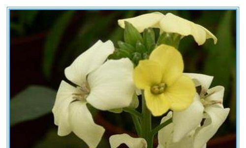 桂竹香的花语是什么？它有哪些特别的含义？