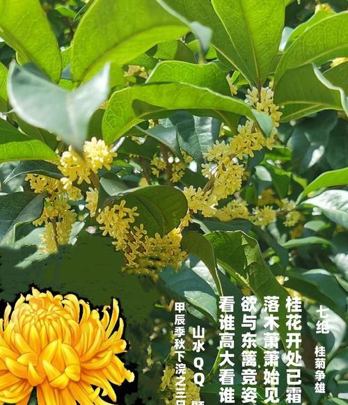 桂竹香的花语是什么？它有哪些特别的含义？