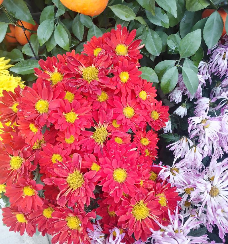 粉色菊花的花语和寓意是什么？它适合什么场合？