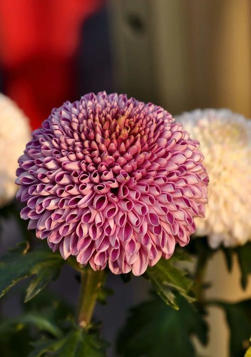 粉色菊花的花语和寓意是什么？它适合什么场合？