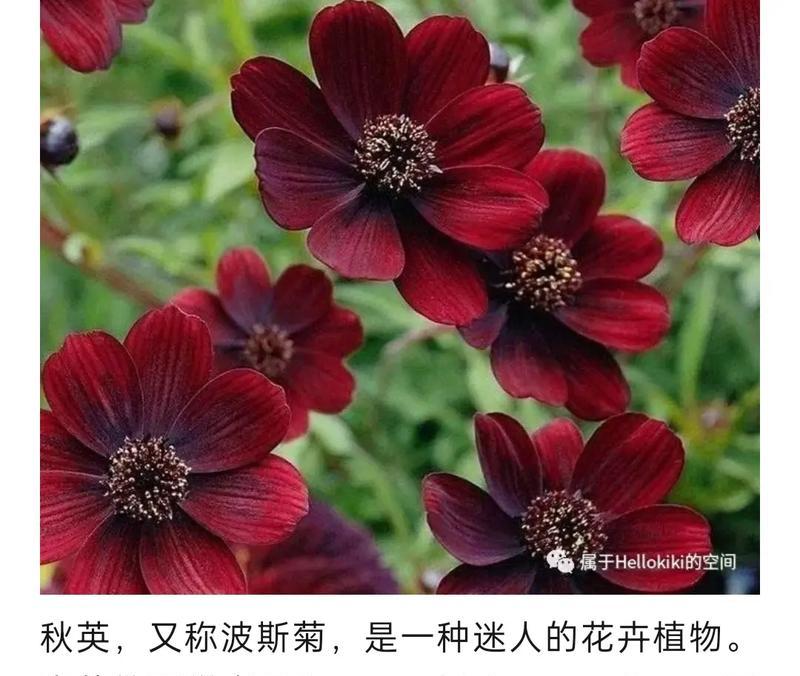 有关花的故事有哪些？它们的花语又是什么？