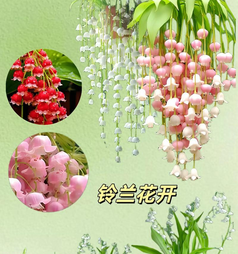 有关花的故事有哪些？它们的花语又是什么？
