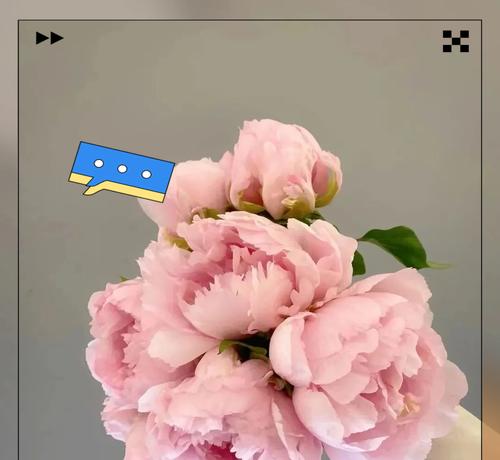 黄牡丹的花语和含义是什么？它在花语中代表什么？