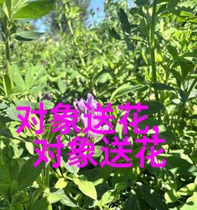 表示财源滚滚的花语有哪些？它们分别是什么？