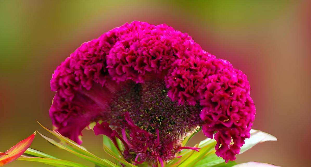 什么花的花语最有内涵？它们分别代表什么？