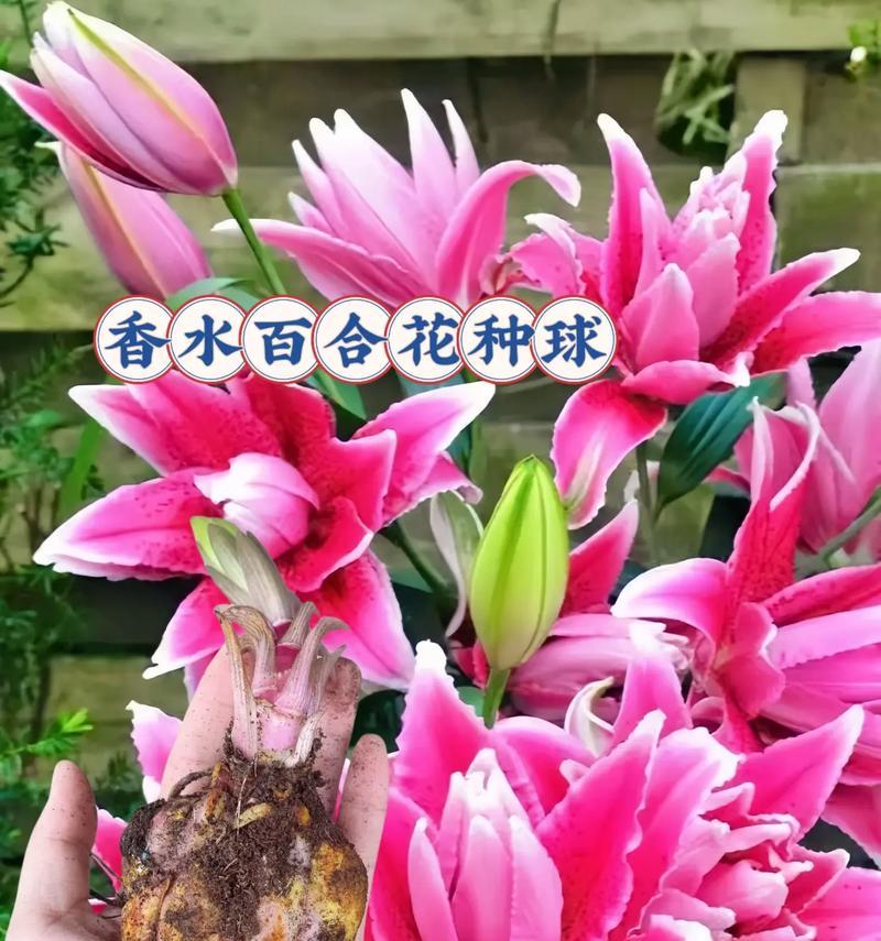 花语真的等同于花的精神吗？