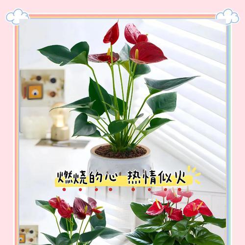 红掌紫的花语有何特别之处？